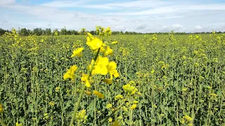 Почав квітувати ріпак. Як бджоли будують вощину низької якості