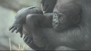 Baby Gorillas at the Bronx Zoo 04/19/2015