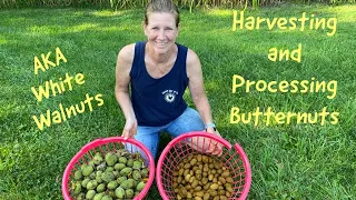 Harvesting and Processing Butternuts