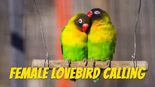 Calling All Male Lovebird Owners: Enhance Your Bird's Training with the Help of Female Lovebird