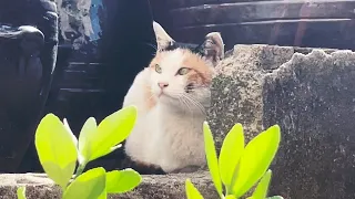 오랜만에 만난 삼색이는 얼굴이 많이 다쳐있었다 🐈 길고양이의 삶