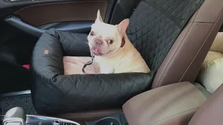 Dog Car Seat Bed Travel Dog Car Seats for Small Medium Dogs - KC Corner Shop