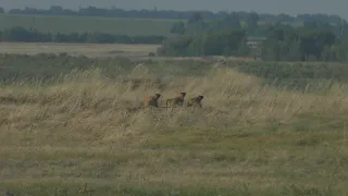 охота на сурка с карабином ATA.