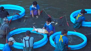 Omosako Koi Farm Harvest **JUMBO FISH**