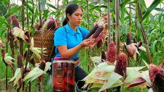 Harvesting Purple Corn Goes to Market sell - Soaked in Purple Corn wine - Gardening | Tran Thi Huong