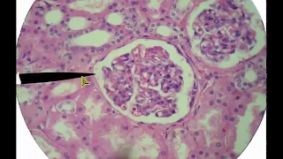 Urinary System Histology with Study Quiz