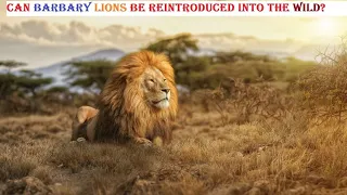 Will Barbary Lions Be Reintroduced To The Wild?