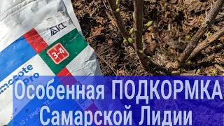 ПОДКОРМКА🌱 метельчатых гортензий/Самарская Лидия и Бобо/ Весна 2024