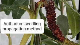 Anthurium inflorescence propagation or seed propagation
