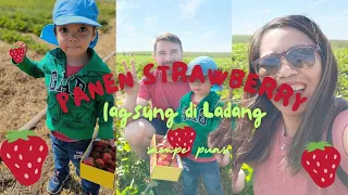 Panen Strawberry Langsung di Ladang sampe Puas