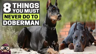 8 Things You Must Never Do to Your Doberman Pinscher