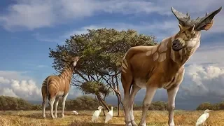 Evolution of Giraffes and their Giant Relatives