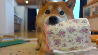 A Shiba Inu steals my sister's paper pants, but in the middle of the process, my sister comes home..