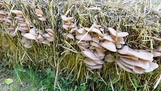 Growing Pink Oyster Mushrooms in a Straw Bail