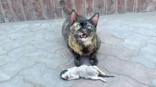 Crying Mother Cat bring her kitten to Hide from the Whole World to Keep him Alive!