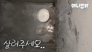 Cat Trapped 5M Down