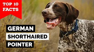 German Shorthaired Pointer - Top 10 Facts