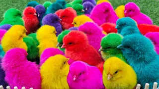 Menangkap ayam lucu, ayam warna warni, ayam rainbow, bebek, angsa, ikan hias, ikan cupang, Kelinci