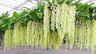 Amazing Orchid Flower Cultivation with Coir - Orchid farming Technique and Harvesting in Greenhouse