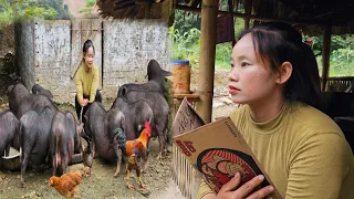 HARVESTING GREEN VEGETABLES FOR SALE - TAKE CARE OF THE PET  l LÝ THỊ SAI