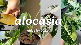 Everything you need to know about alocasia in 2024