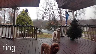 Watch These Pups’ Reaction When Their Owner Talks to Them on Ring Video Doorbell | RingTV