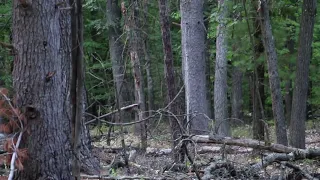 More Juvenile Sasquatch Footage ENHANCED VERSIONS Bigfoot, Sasquatch, Yeti