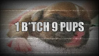 Uno de los videos más fuertes de la Deep Web: 1 b1tch 9 pups