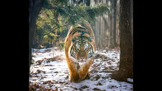 Амурский  тигры