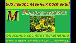 МАТЬ И МАЧЕХА 600 лекарственных растений