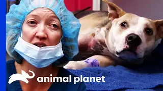 Dog Needs Leg Amputated After Being Shot | Dr. Jeff: Rocky Mountain Vet