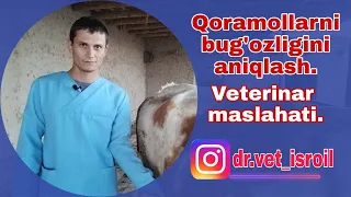 Qoramollarning bug'ozligini aniqlash haqida. Veterinar maslaxati.