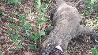 part 1 Komodo dragons eat pig carcasses