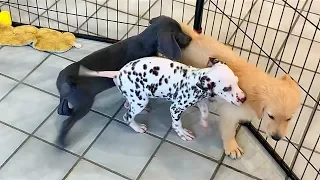 Dalmatian Puppy Playing with Lab, Golden Retriever and Weimaraner Puppies