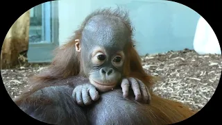 Baby Orangutan im zoovienna