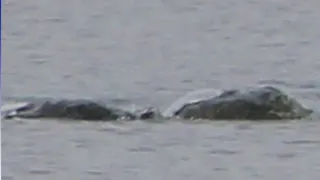 Is this proof of the Loch Ness Monster?