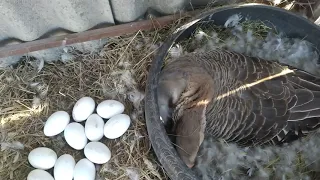 Сажаем Холмогорскую гусыню на яйцо.