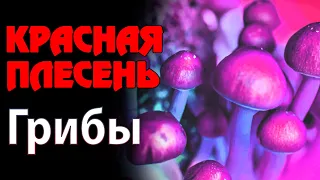 Красная Плесень - Грибы | Лучшие песни