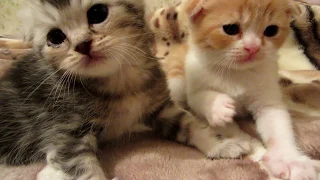 Озорные Шотландские котята играют.  Naughty Scottish kittens play.