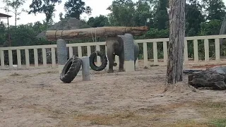 #Kaavan try to play around and with a new place I wish you get a better healthy