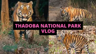 Tadoba-Andhari National Park | Tadoba, Moharli 2023