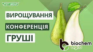 Груша Конференція: Вирощування, Проблеми та Секрети Успіху