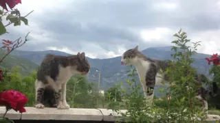 Zwei Katzen die sich streiten