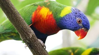 Beaks: Bird Feeding Adaptations (Short)