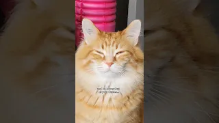 He was feeling generous today 😅 #animals #cute #cute #pets #cutecat #funny #funnypets #petvideos