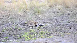 Leopard cub plays and feeds with mom