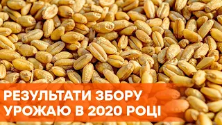 Урожай в Україні: що вродило у аграріїв в 2020 році