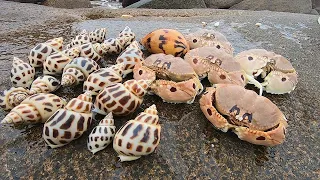 Extraordinary Conch & Ipicked up an extraordinarily large conch and was caught by a crab!