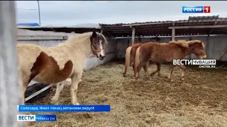 Салехардра пурӑнакан пирӗн ентеш Обь тӑрӑхӗнчи лаша ӑратне пӗтме паман