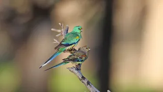 Australian parrots in the wild